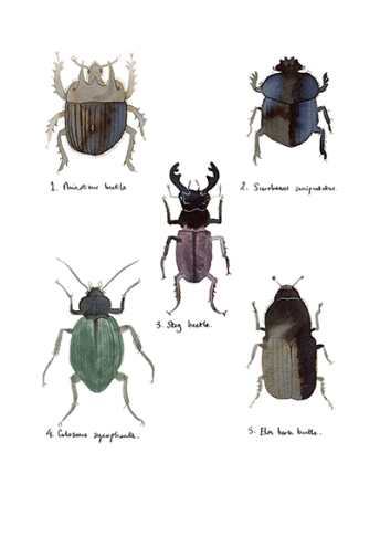 e percival beetles2