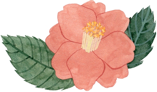 eleanor percival camellia 2