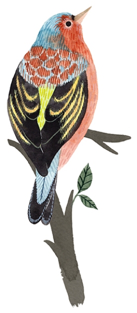 eleanor percival chaffinch