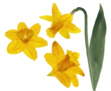 eleanor percival daffodils